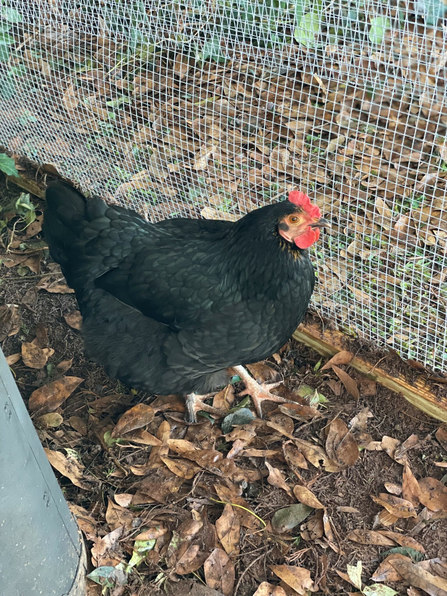 Black chicken in coop