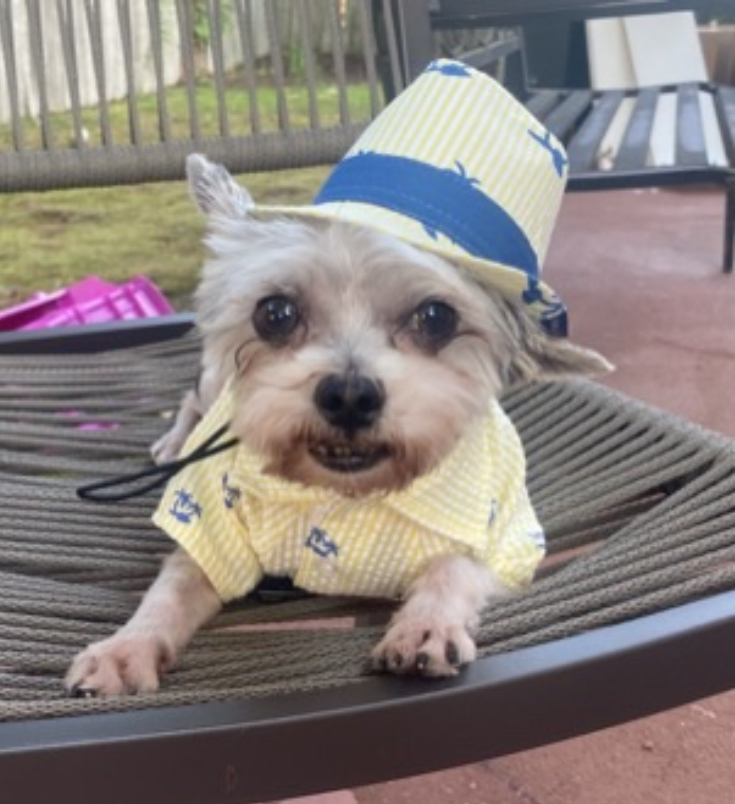 Yorkie dressed up in preppy costume with hat