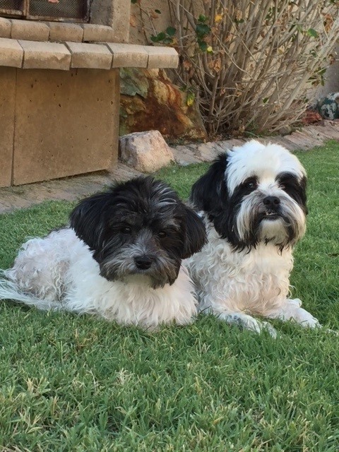 Two Havanese dogs laying in the grass