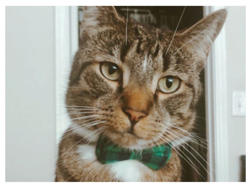 Kygo, a Blue Signal pet