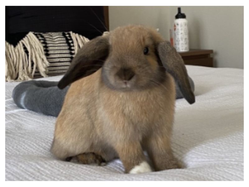 Latte, a Blue Signal pet